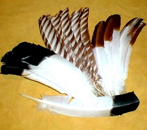 Feathers, Imitation Eagle